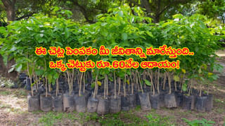 LPG Gas: దసరాకు ముందు షాకిచ్చిన గ్యాస్‌ సిలిండర్‌ ధర.. ఎంత పెరిగిందంటే..