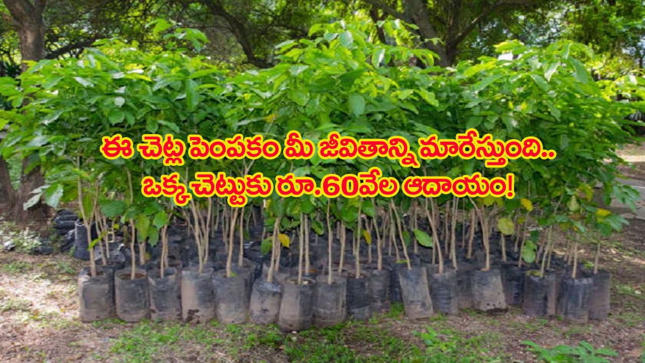 రూ.200ల ఈ మొక్క మీ జీవితాన్ని మార్చేస్తుంది.. ఒక్క చెట్టుతో వేలల్లో ఆదాయం.. మీరు కోటీశ్వరులైనట్టే..!
