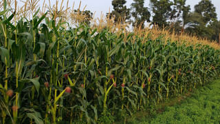 Viral: చెక్‌పోస్ట్ వద్ద పోలీసులను చూసి ఆగిన ఇన్నోవా కారు.. డ్రైవర్ పరుగో పరుగు.. చెక్ చేయగా