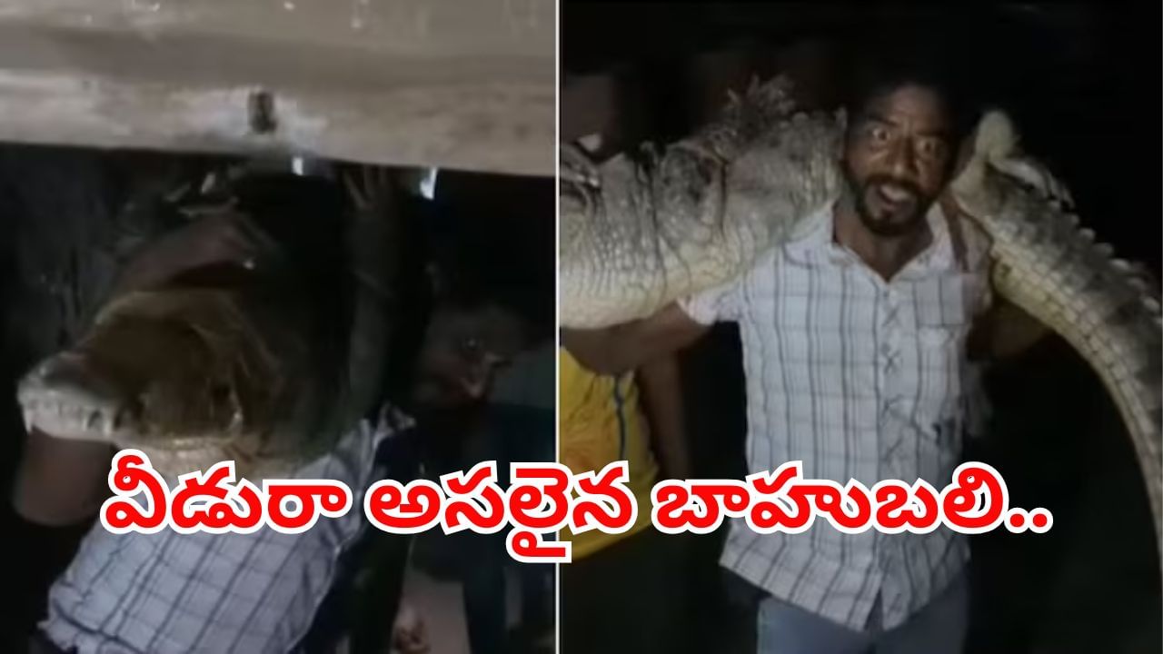 Watch: వీడురా అసలైన బాహుబలి.. భారీ మొసలిని భుజాలపై మోస్తుంటే.. ఊరంతా చప్పట్లే చప్పట్లు..