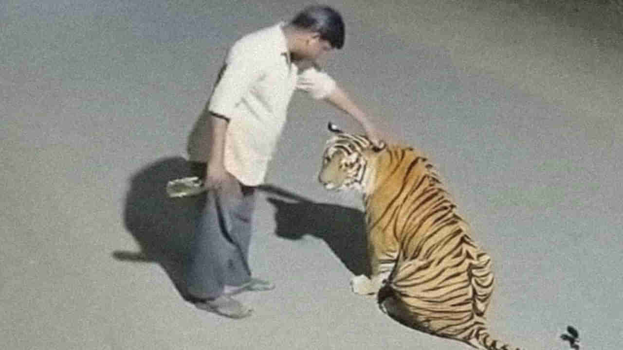 Viral Video: ఫుల్లు కిక్కులో పులికి లిక్కర్‌ పట్టించిన మందుబాబు... ఇది నిజమా? కాదా అనేది ఏఐ నిపుణులే తేల్చాలి