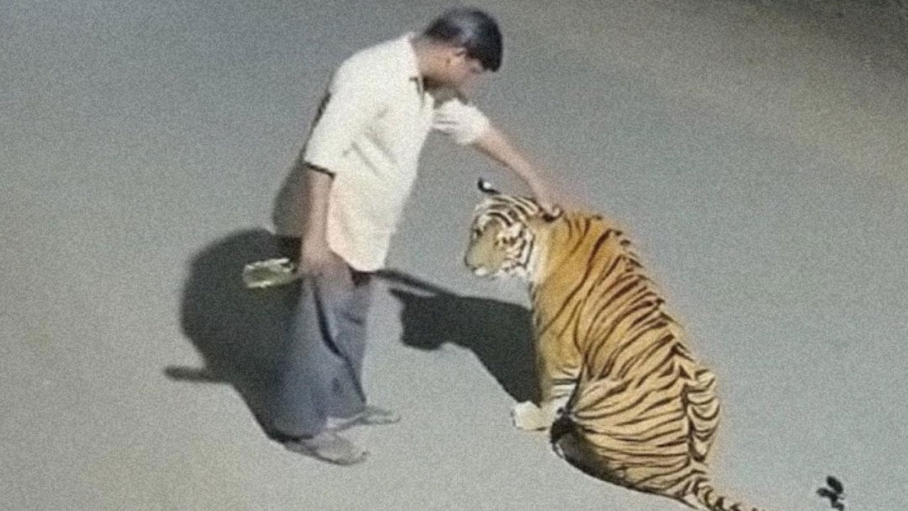 Viral Video: ఫుల్లు కిక్కులో పులికి లిక్కర్ పట్టించిన మందుబాబు... ఇది నిజమా? కాదా అనేది ఏఐ నిపుణులే తేల్చాలి