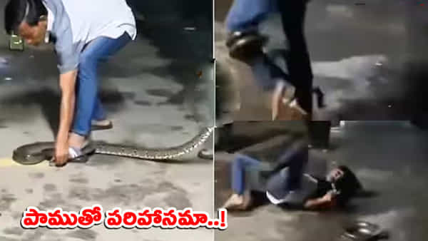 కొండచిలువను తొక్కి చంపాలనుకున్నాడు.. కట్ చేస్తే.. చివరికి జరిగిందిదే..!