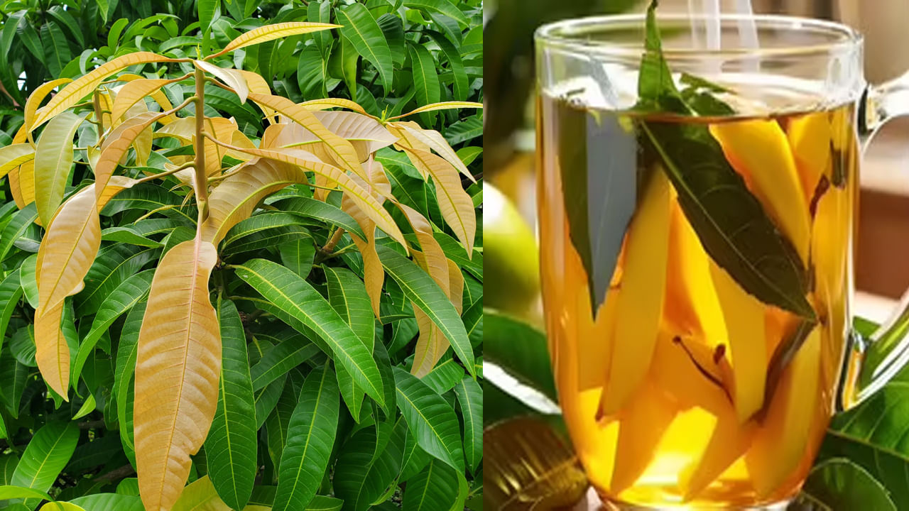 Mango Leaf Tea: మామిడి ఆకుల టీ.. మెదడు ఆరోగ్యానికి బెస్ట్ మెడిసిన్.. ఎలా తాగాలంటే