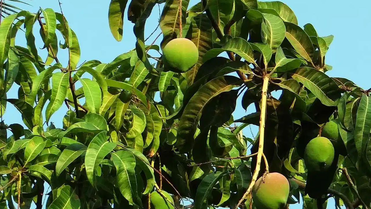 మామిడి ఆకులు రక్తంలో షుగర్ స్థాయిలని నియంత్రించడంలో సహాయపడతాయి. ప్రత్యేకించి టైప్ 2 డయాబెటిస్ ఉన్నవారికి మామిడి ఆకుల నీరు మంచి ఫలితాలను ఇస్తుంది. మామిడి ఆకులు ప‌లు దంత సమస్యలను నివారించడంలో సహాయపడతాయి. ఈ ఆకులను ఉడికించి ఆ నీటిని పుక్కిలించడంతో దంతాలు ఆరోగ్యంగా ఉంటాయి.