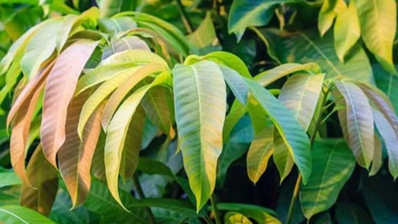 మామిడి ఆకు నీటి తయారీ కోసం ఒక పాత్రలో రెండు గ్లాసుల నీళ్లు పోసి స్టవ్ మీద ఉంచి 2 నుండి 4 మామిడి ఆకులు వేసి బాగా మరిగించాలి. నీరు సగానికి తగ్గే వరకు మరిగించండి. తర్వాత వడకట్టి చల్లారనివ్వండి. ఆ తరువాత తేనె వేసి తీసుకోవాలి. ప్రతిరోజూ ఉదయం ఇలా వాడుతూ ఉంటే అతి త్వరలోనే మీరు ఊహించని ఫలితాలు గమనిస్తారు. 