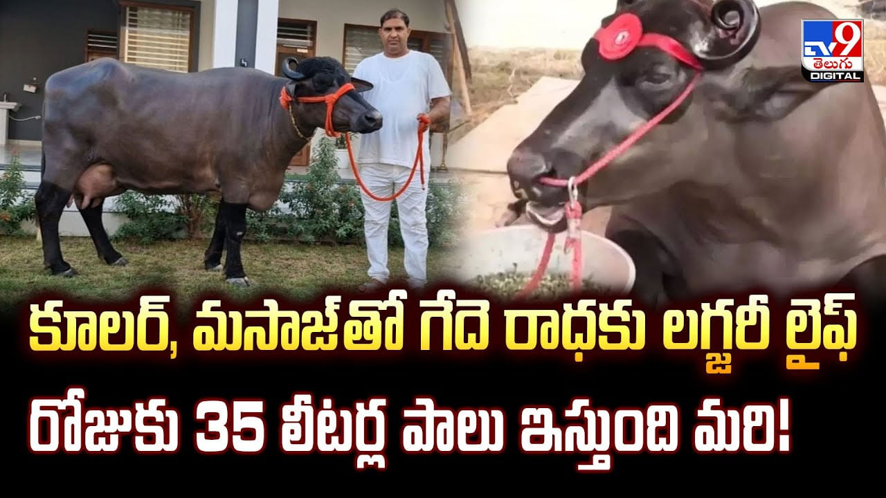 కూలర్, మసాజ్​ తో గేదె రాధకు లగ్జరీ లైఫ్రోజుకు 35 లీటర్ల పాలు ఇస్తుంది మరి!