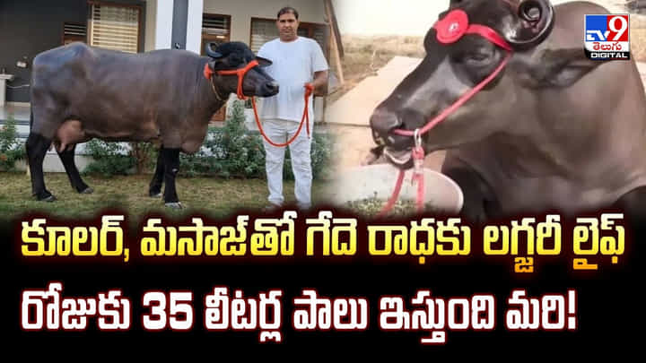 కూలర్, మసాజ్ తో గేదె రాధకు లగ్జరీ లైఫ్రోజుకు 35 లీటర్ల పాలు ఇస్తుంది మరి! కూలర్, మసాజ్ తో గేదె రాధకు లగ్జరీ లైఫ్రోజుకు 35 లీటర్ల పాలు ఇస్తుంది మరి!