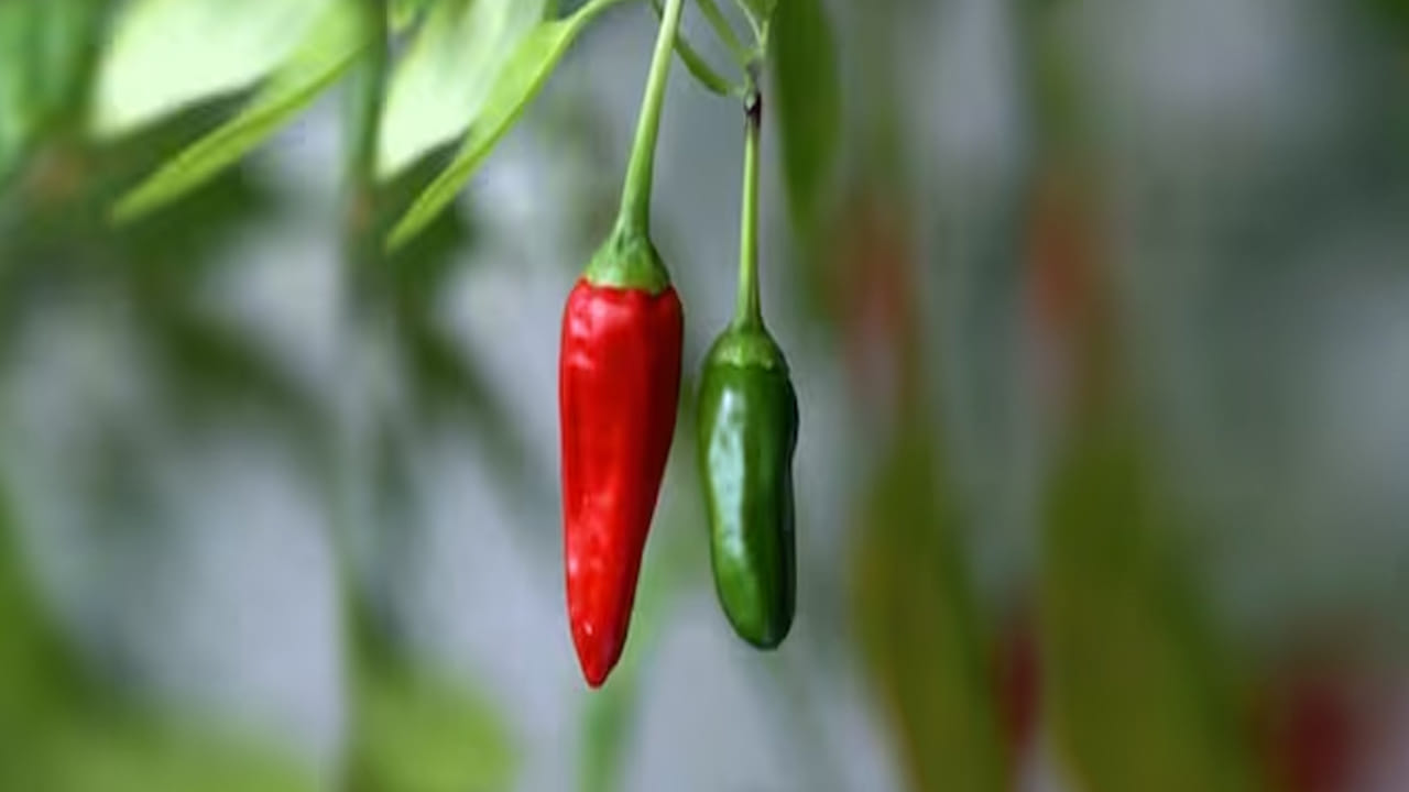 పచ్చిమిర్చి, ఎండు ఎరుపు రంగు మిర్చి, ఈ రెండు ఆరోగ్యానికి మంచివే, కానీ ఎరుపు రంగు మిర్చీతో పోలిస్తే పచ్చి మిర్చిలో పోషకాలు అధికంగా ఉంటాయని చెబుతున్నారు ఆరోగ్య నిపుణులు, కానీ పచ్చి మిర్చి తినే క్రమంలో తప్పకుండా కొన్ని నియమాలు పాటించాలంట, అవి ఏవి అంటే? ఎప్పుడు కూడా పచ్చి మర్చిని నేరుగా కాకుండా ఉడకబెట్టి తినాలంట. వీటిలో ఆరోగ్యానికి ఏది ఎక్కువ మేలు చేస్తుందంటే?