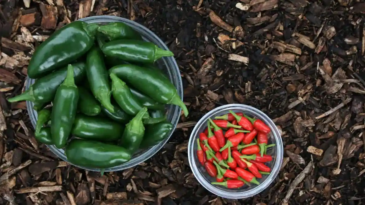 అదే విధంగా ఎండు మిర్చీతో పోలిస్తే, దీనిలో నీటి శాతం చాలా ఎక్కువగా ఉంటుందంట. అందువలన దీనిని తినడం వలన డీ హైడ్రేషన్ సమస్య తగ్గిపోతుంది. ఎరుపు రంగు మిర్చీలో క్యాప్సెయిసిన్ అనే సమ్మేళనం అధికంగా ఉండటం వలన ఇది కొవ్వు త్వరగా కరిగిపోయేలా చేస్తుందంట. అంతే కాకుండా ,దీనిని తినడం వలన త్వరగా బరువు తగ్గే ఛాన్స్ ఉన్నదంటున్నారు ఆరోగ్య నిపుణులు.