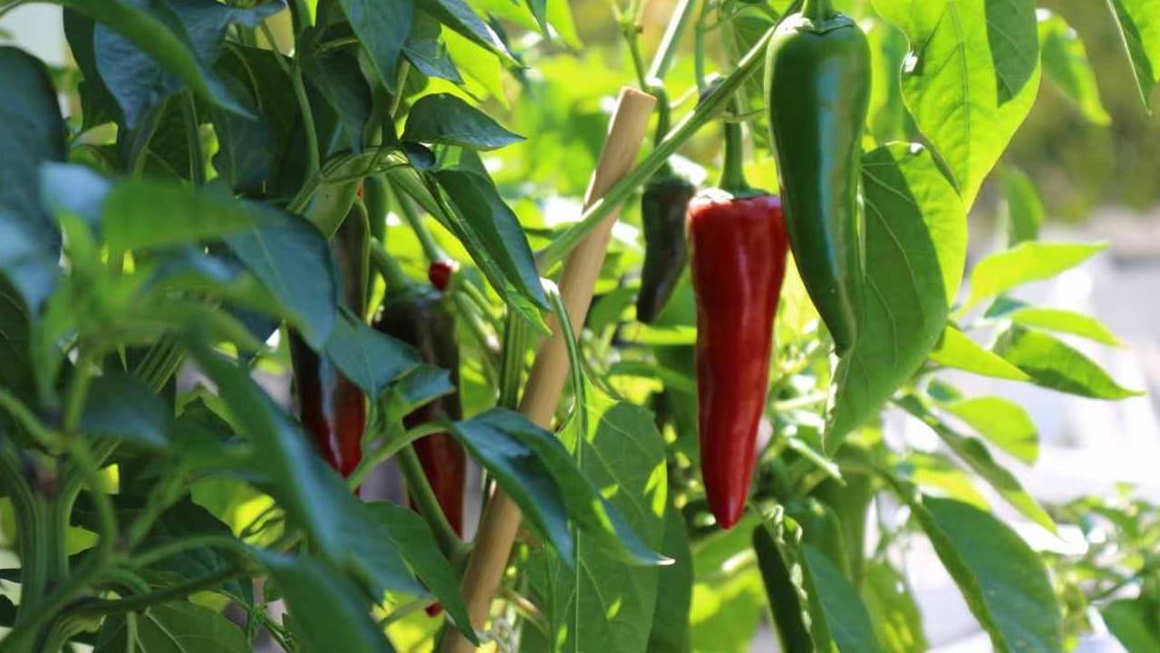 ఆరోగ్య పరంగా చాలా ప్రయోజనాలు ఉన్నప్పటికీ పచ్చి మిర్చి కంటే ఎండు మిర్చి తినడమే ఆరోగ్యానికి మంచిదంటున్నారు నిపుణులు. ఎందుకంటే ఎండు మిర్చిలో పొటాషియం అధికంగా ఉంటుంది, అందువలన ఇది రక్త సరఫరాను మెరుగు పరిచి, బీపీ వంటి సమస్యల నుంచి ఉపశమనం కలిగేలా చేస్తుంది. అయితే పచ్చి మిర్చీ విటమిన్ సి, ఉంటుంది ఇది రోగనిరోధక శక్తి పెంచుతుంది. కానీ, గ్యాస్ ఎసిడిటీ, వంటి జీర్ణ సమస్యలు ఉన్నవారిలో ఇది కడుపు సమస్యలను పెంచే ప్రమాదం ఉన్నదంట.