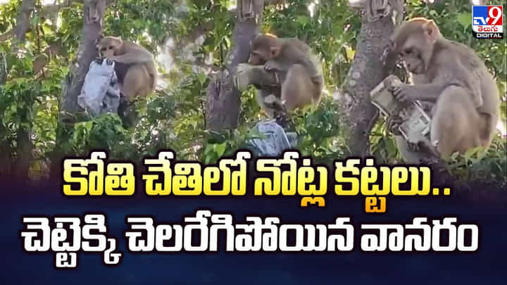 కోతి చేతిలో నోట్ల కట్టలు.. చెట్టెక్కి చెలరేగిపోయిన వానరం కోతి చేతిలో నోట్ల కట్టలు.. చెట్టెక్కి చెలరేగిపోయిన వానరం