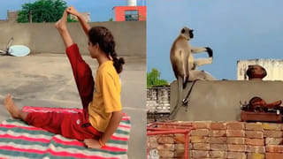 Viral Video: కొమ్మ విరిగినప్పుడు జరిగింది చూస్తే మాత్రం నవ్వాగదు… చెట్టుపై కలెబడ్డ సింహం, చిరుత పోరులో ఆసక్తికర ఘటన