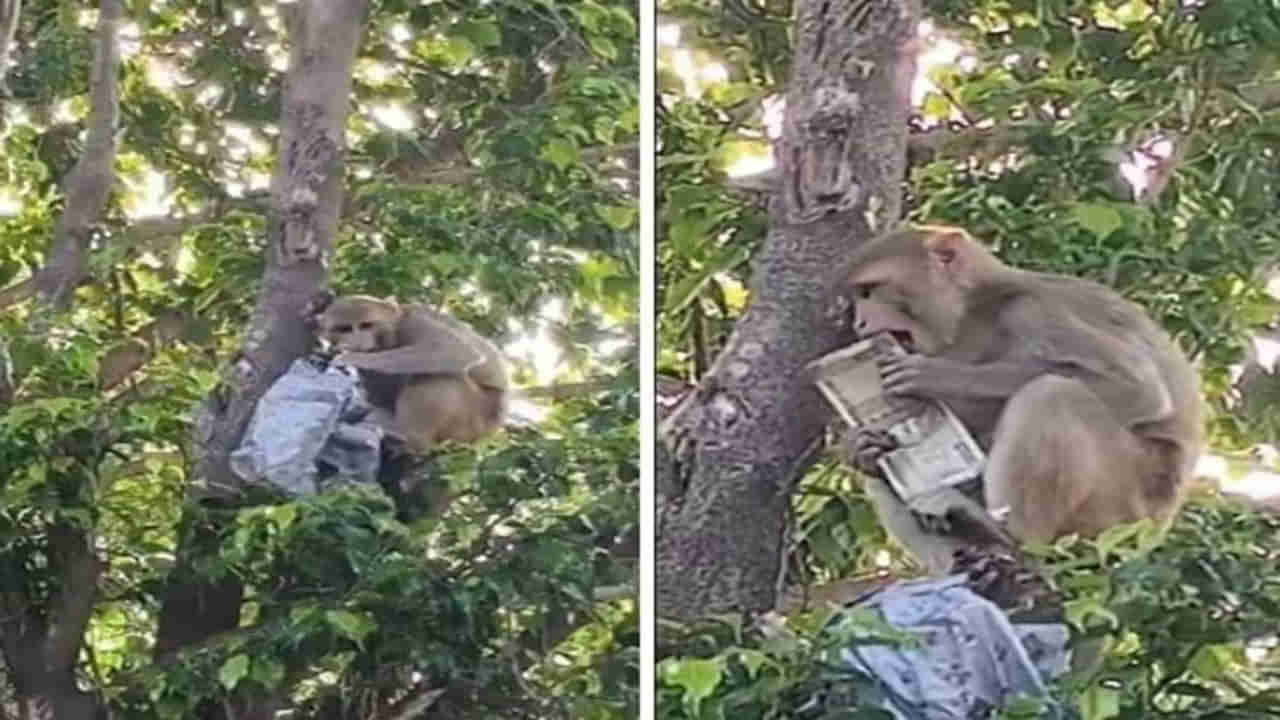 Viral Video: ఆకాశంలో నుంచి అకస్మాత్తుగా నోట్ల వర్షం... ఓ యువకుడికి చుక్కలు చూపించిన కోతి