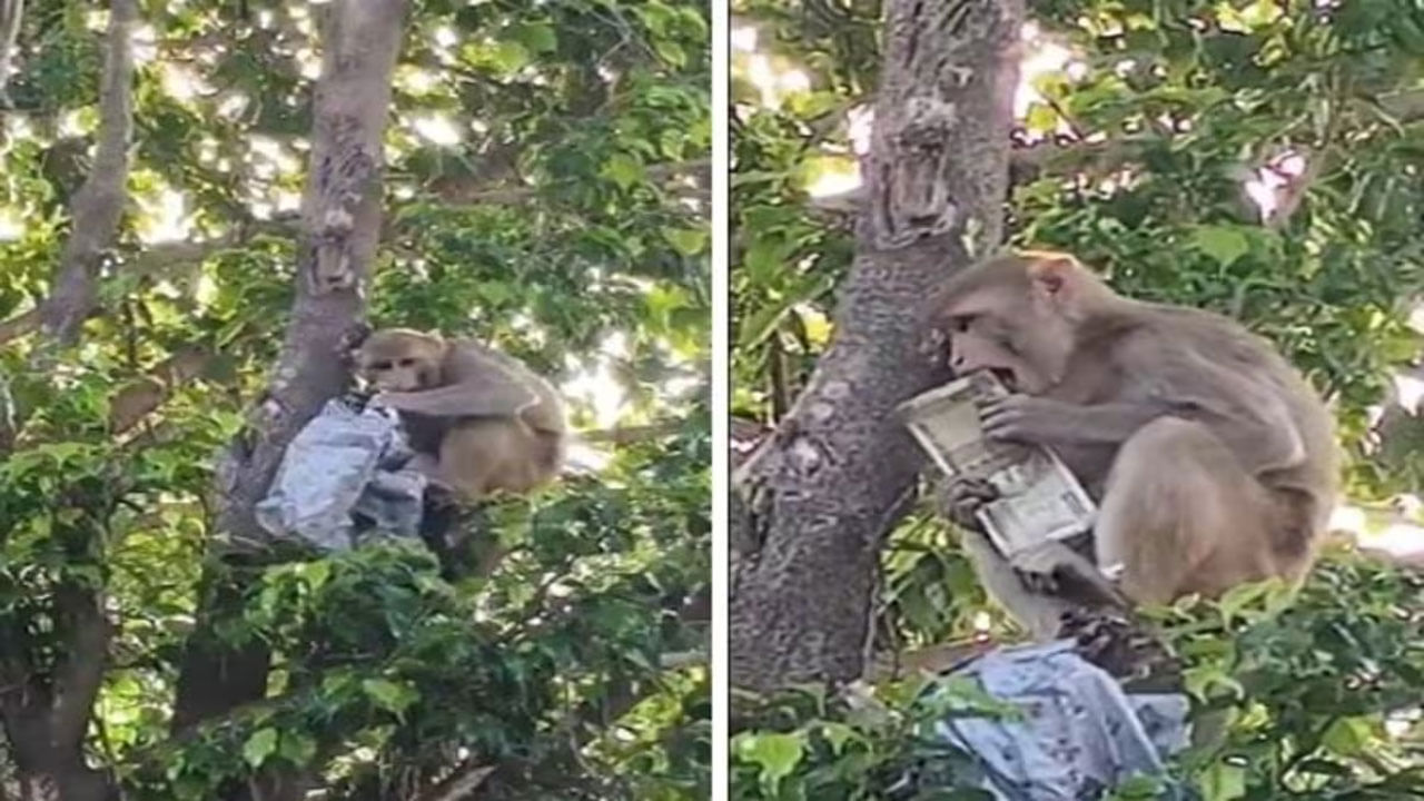 Viral Video: ఆకాశంలో నుంచి అకస్మాత్తుగా నోట్ల వర్షం... ఓ యువకుడికి చుక్కలు చూపించిన కోతి