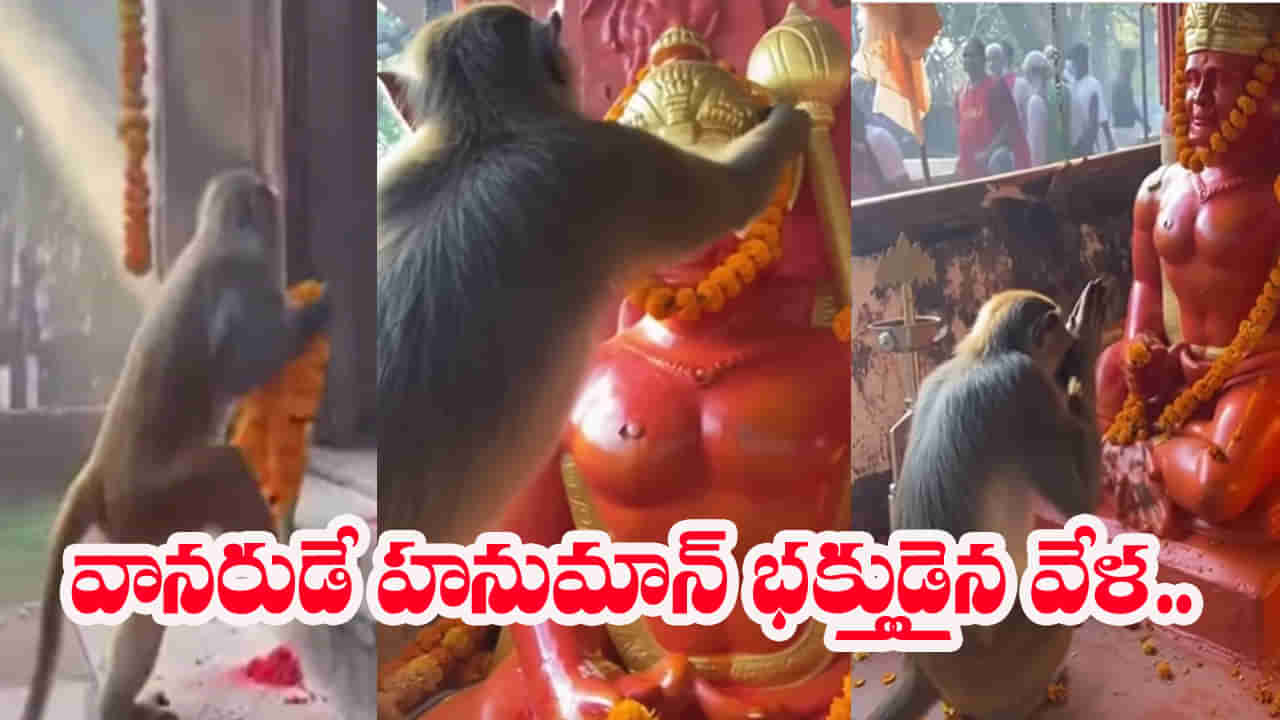Viral Video: హనుమంతుడి గుడికి కోతి.. భక్తితో పువ్వుల దండను సమర్పించిన వానరం..