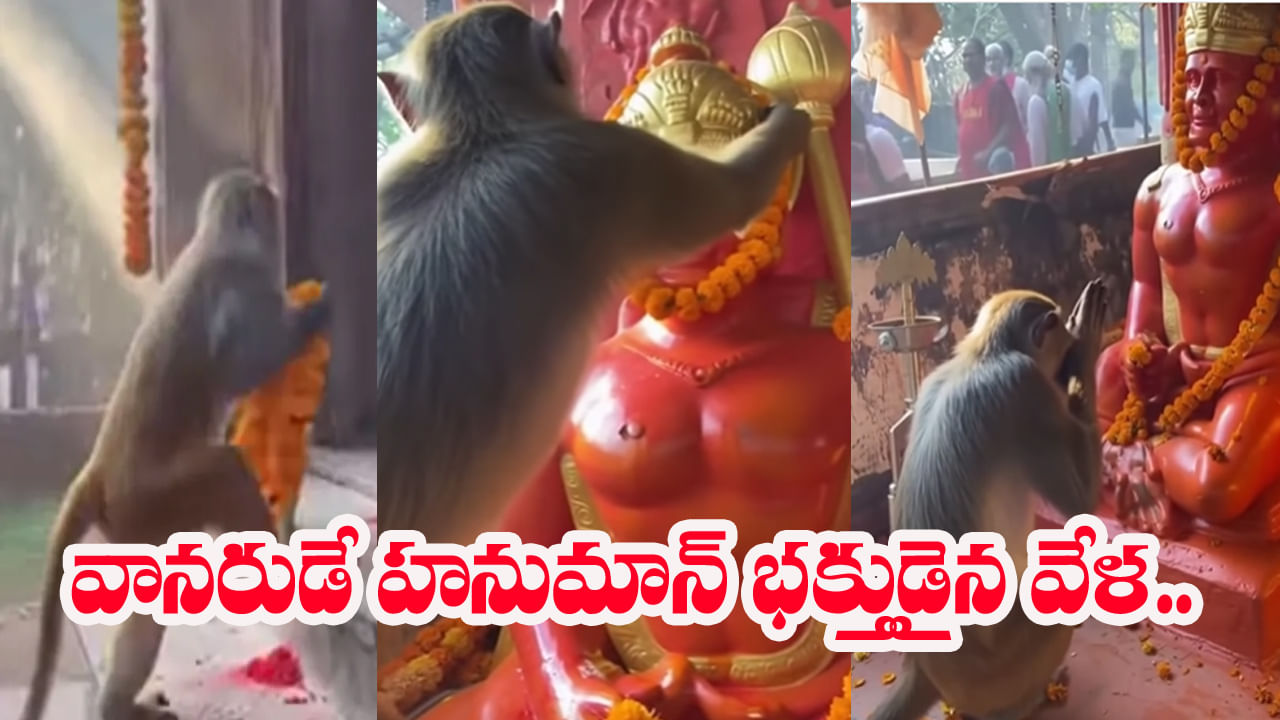 Viral Video: హనుమంతుడి గుడికి కోతి.. భక్తితో పువ్వుల దండను సమర్పించిన వానరం..