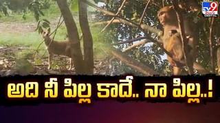 మహానందిని వీడని పాములు.. భయాందోళనలో భక్తులు