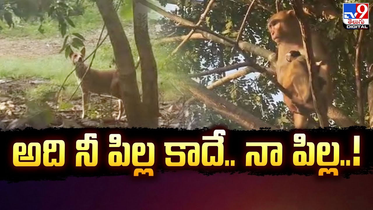 అది నీ పిల్ల కాదే.. నా పిల్ల.. కుక్కపిల్లను ఎత్తుకెళ్లిన కోతి