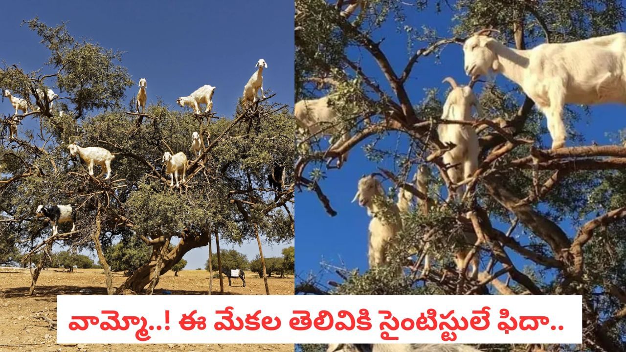 Goats: ఆహారం కోసం కాదు.. మేకలు చెట్లు ఎందుకు ఎక్కుతాయో తెలుసా? ఆశ్చర్యపరిచే నిజం!