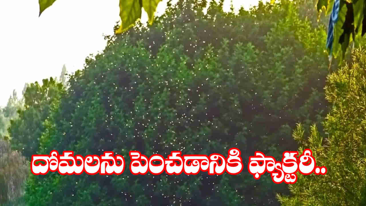 ఫ్యాక్టరీ పెట్టి మరీ దోమలను పెంచుతున్న దేశం.. ఎందుకో తెలుసా..