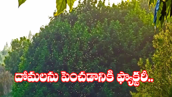 ఫ్యాక్టరీ పెట్టి మరీ దోమలను పెంచుతున్న దేశం.. ఎందుకో తెలుసా..