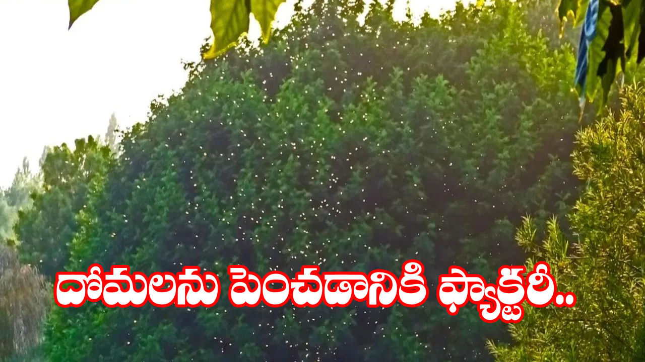 ఫ్యాక్టరీ పెట్టి మరీ దోమలను పెంచుతున్న దేశం.. ఎందుకో తెలుసా..