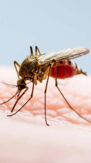 Kidney Health : మీ కిడ్నీలు టాక్సిన్స్‌ను ఫిల్టర్ చేయాలంటే ఈ నేచురల్ డ్రింక్స్ తప్పనిసరి!