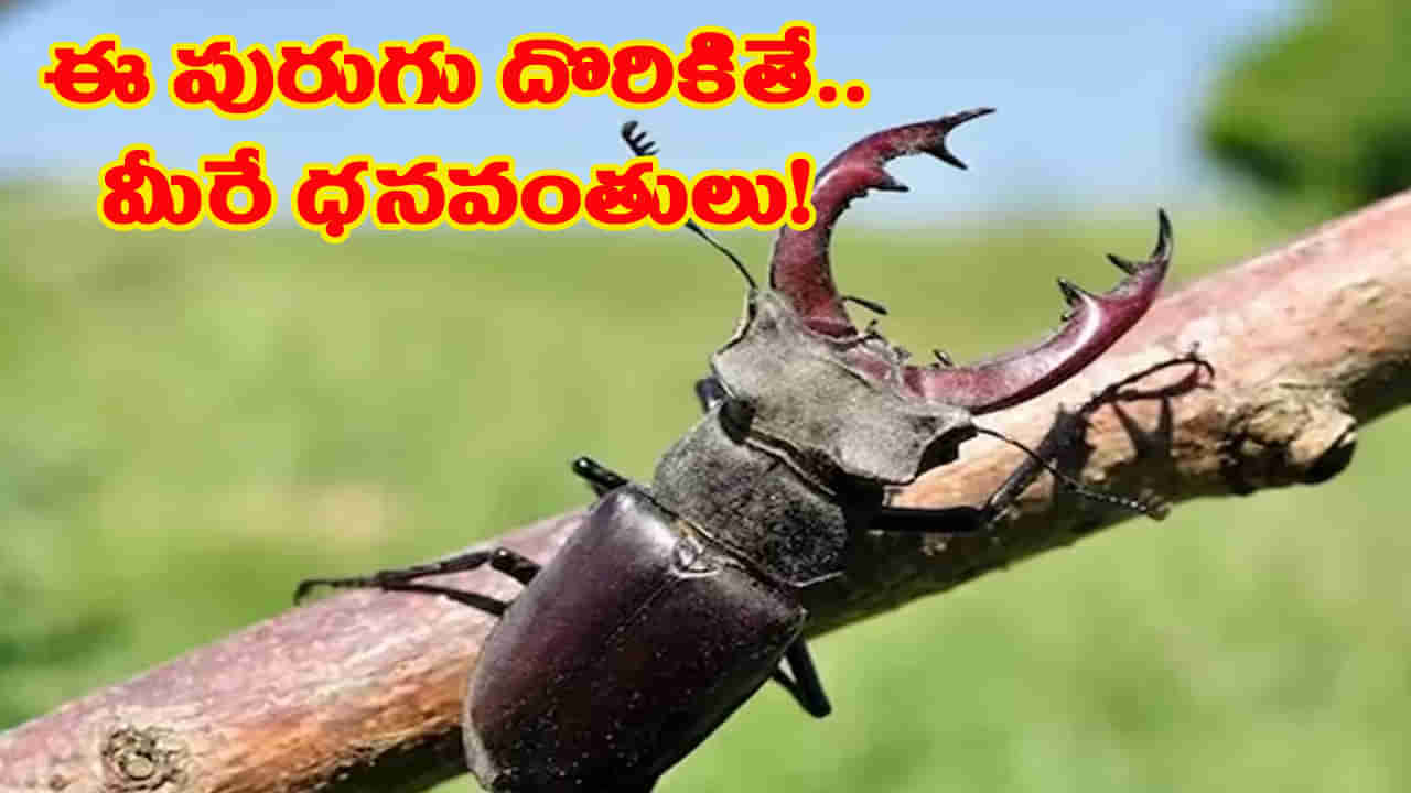 పురుగే కదా అని తీసిపారేయ్యకండి.. ఇది మీకో జాక్‌పాట్‌.. దొరికిందంటే మీరు ధనవంతులే..!