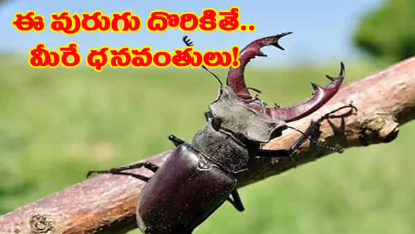 పురుగే కదా అని తీసిపారేయ్యకండి.. ఇది మీకో జాక్పాట్.. దొరికిందంటే మీరు ధనవంతులే..!