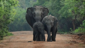 అడవిలో అత్యంత తెలివైన జంతువు ఏదో తెలుసా?