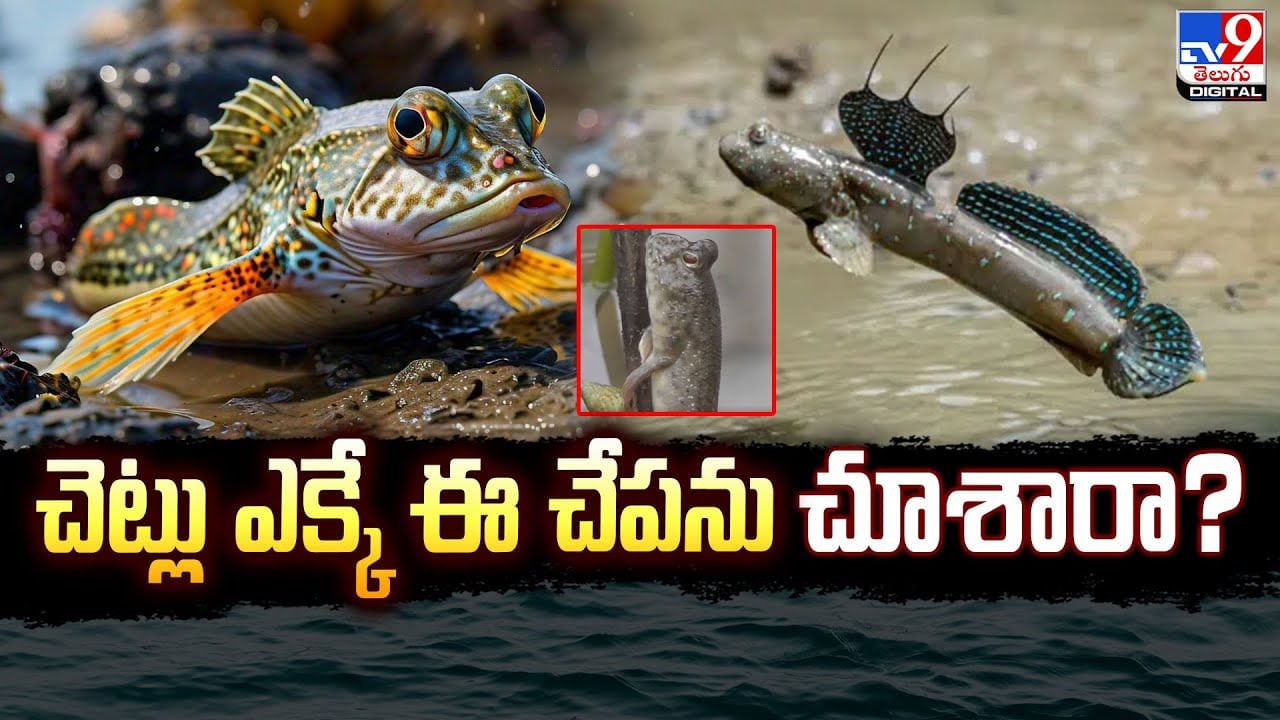 నడిచి వెళ్లి చెట్లు ఎక్కే చేపను చూశారా ?? పరిశోధకులను ఆశ్చర్యపరుస్తున్న వింత