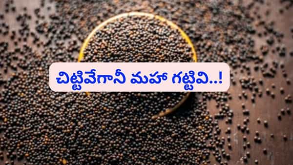 చిట్టివేగానీ మహా గట్టివి..! పోషకాలు..లాభాలు తెలిస్తే అస్సలు విడిచిపెట్టరండోయ్..