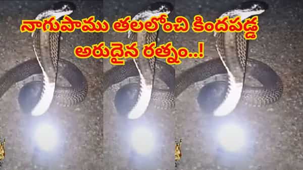 Nagamani Video: పడగవిప్పిన నాగుపాము తలలోంచి కిందపడ్డ రత్నం..! ఆ కాంతిని చూడాలంటే..
