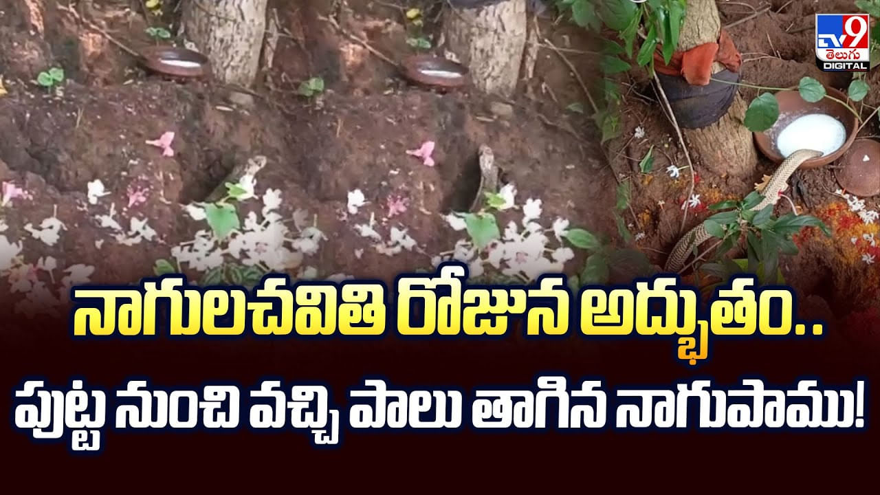 నాగులచవితి రోజున అద్భుతం.. పుట్ట నుంచి వచ్చి పాలు తాగిన నాగుపాము వీడియో