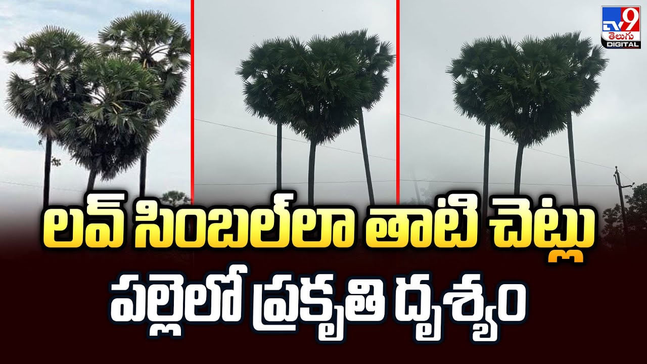 లవ్ సింబల్‌లా తాటి చెట్లుపల్లెలో ప్రకృతి దృశ్యం