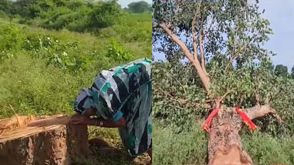 Viral Video: నరికేసిన చెట్టు మీద పడి బోరున విలపించిన వృద్దురాలు... ఎంత ప్రేమతో పెంచుకుందో పాపం..