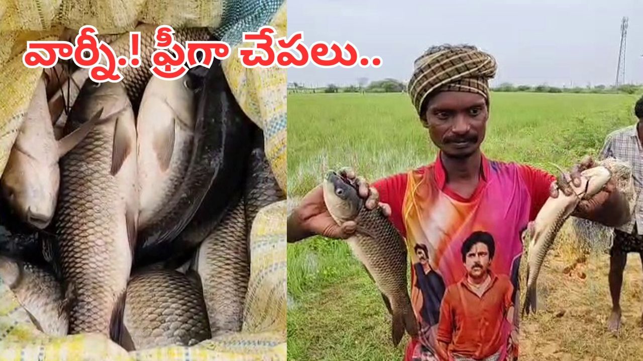 Andhra: ఓర్నీ..! ముసురులో ఫ్రీగా చేపలు.. ఊరు ఊరంతా పండగ చేసుకున్నారు.. వీడియో