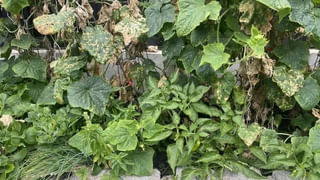 Laundry Hacks: బ‌ట్ట‌లు తెల్ల‌గా మెర‌వాలా..? పారాసెటమాల్‌ ట్యాబ్లెట్‌ వేస్తే సరి..! రిజల్ట్ చూసి షాక్ అవుతారు