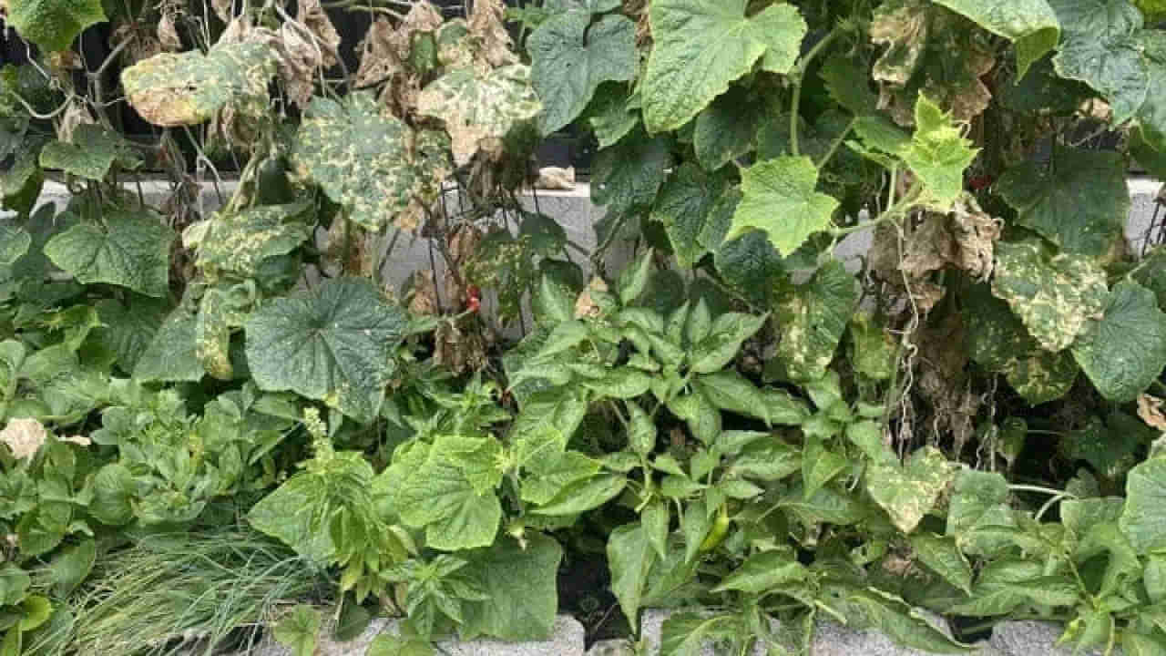 Optical illusion: మీ కళ్లకు సూపర్‌ టెస్ట్.. ఈ చిత్రంలోని పిల్లిని 10 సెకన్లలో గుర్తిస్తే.. మీరే తోపులు