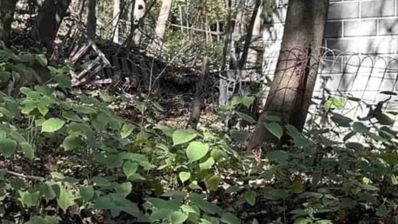 Photo Puzzle: ఈ ఫోటోలోని జింకను కనిపెట్టగలరా.? కేవలం 10 సెకన్లలో గుర్తిస్తే మీరే తోపులు