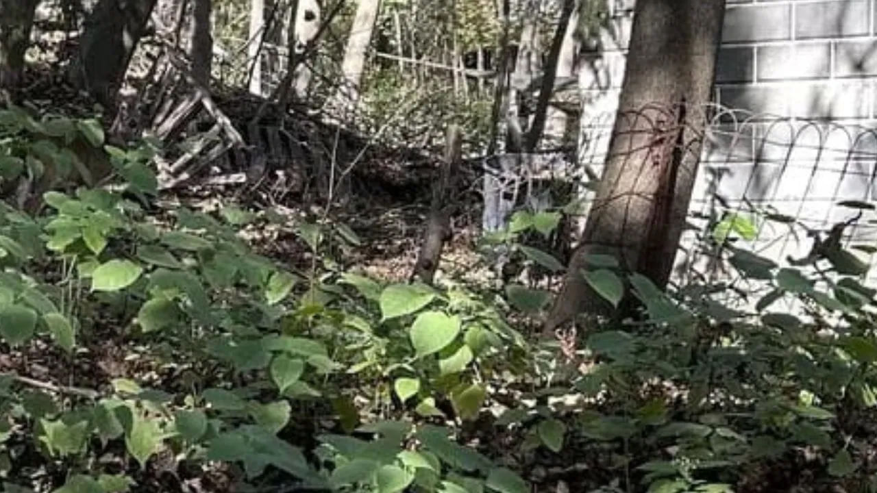 Photo Puzzle: ఈ ఫోటోలోని జింకను కనిపెట్టగలరా.? కేవలం 10 సెకన్లలో గుర్తిస్తే మీరే తోపులు