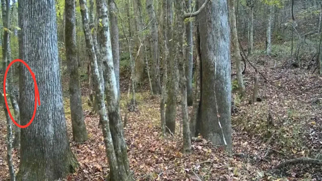 Optical Illusion Deer