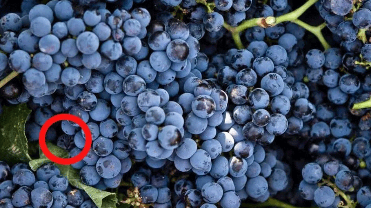 Optical Illusion Puzle