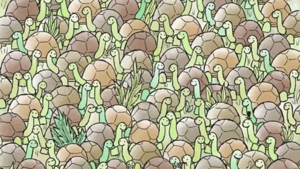 Optical Illusion: మీకో సవాల్.. తాబేళ్ల మధ్యనున్న పామును 10 సెకన్లలో గుర్తిస్తే.. మిమ్మల్ని మించిన తోపులు లేరు..