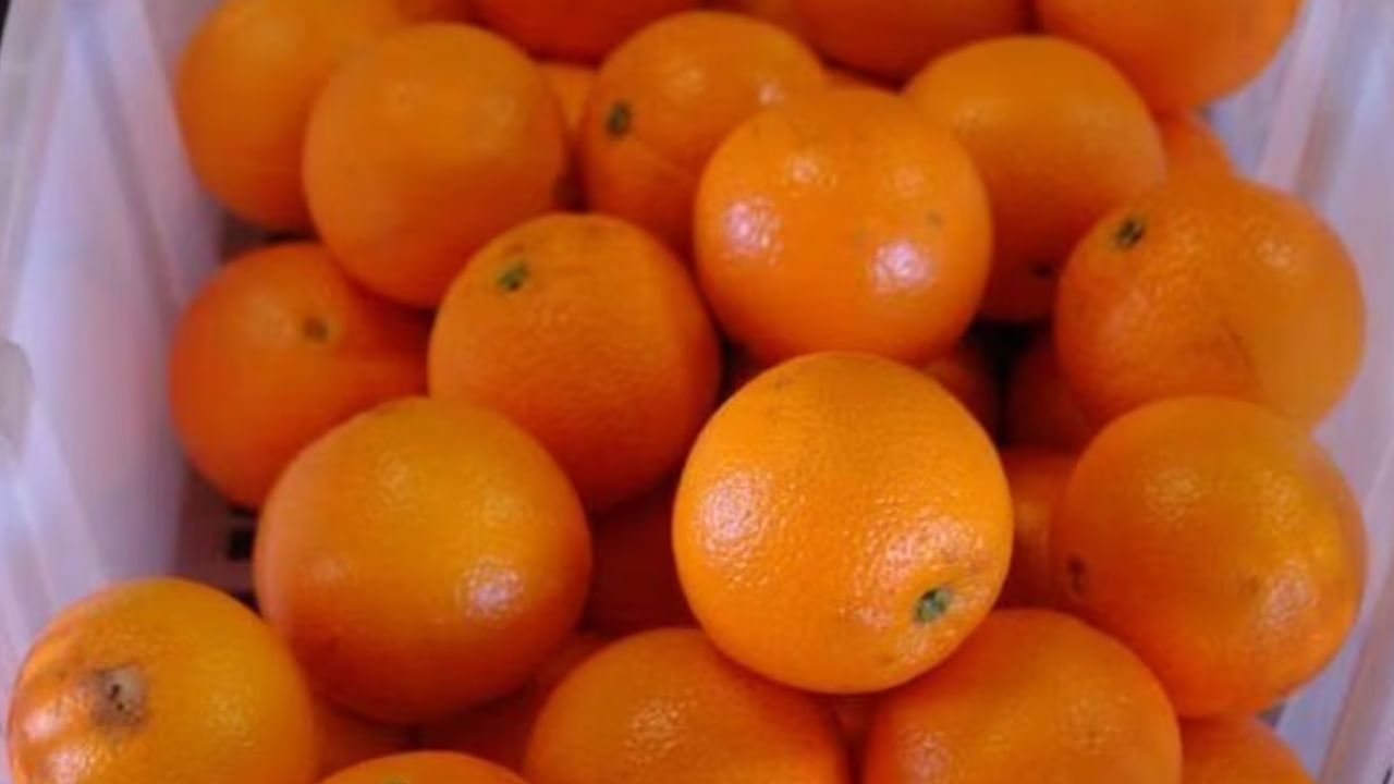 నారింజ తినడం వల్ల జలుబు వస్తుందా? అరు విషయానికి వస్తే.. ఇక్కడ మీ ఈ ఆలోచన పూర్తిగా తప్పు అని పోషకాహార నిపుణులు అంటున్నారు. ఎందుకంటే ఇది జలుబుకు వ్యతిరేకంగా పోరాడటానికి సహాయపడుతుంది. అయితే, మీకు ఇప్పటికే గొంతు నొప్పి లేదా టాన్సిల్ సమస్యలు ఉంటే, ఆ సమయంలో నారింజలకు దూరంగా ఉండడం మంచిందని నిపుణులు చెబుతున్నారు.