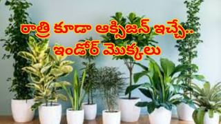 Diwali: దీపావళికి అందమైన ముగ్గులతో లక్ష్మీదేవికి స్వాగతం చెప్పండి. సింపుల్ డిజైన్ రంగోలి మీ కోసం..