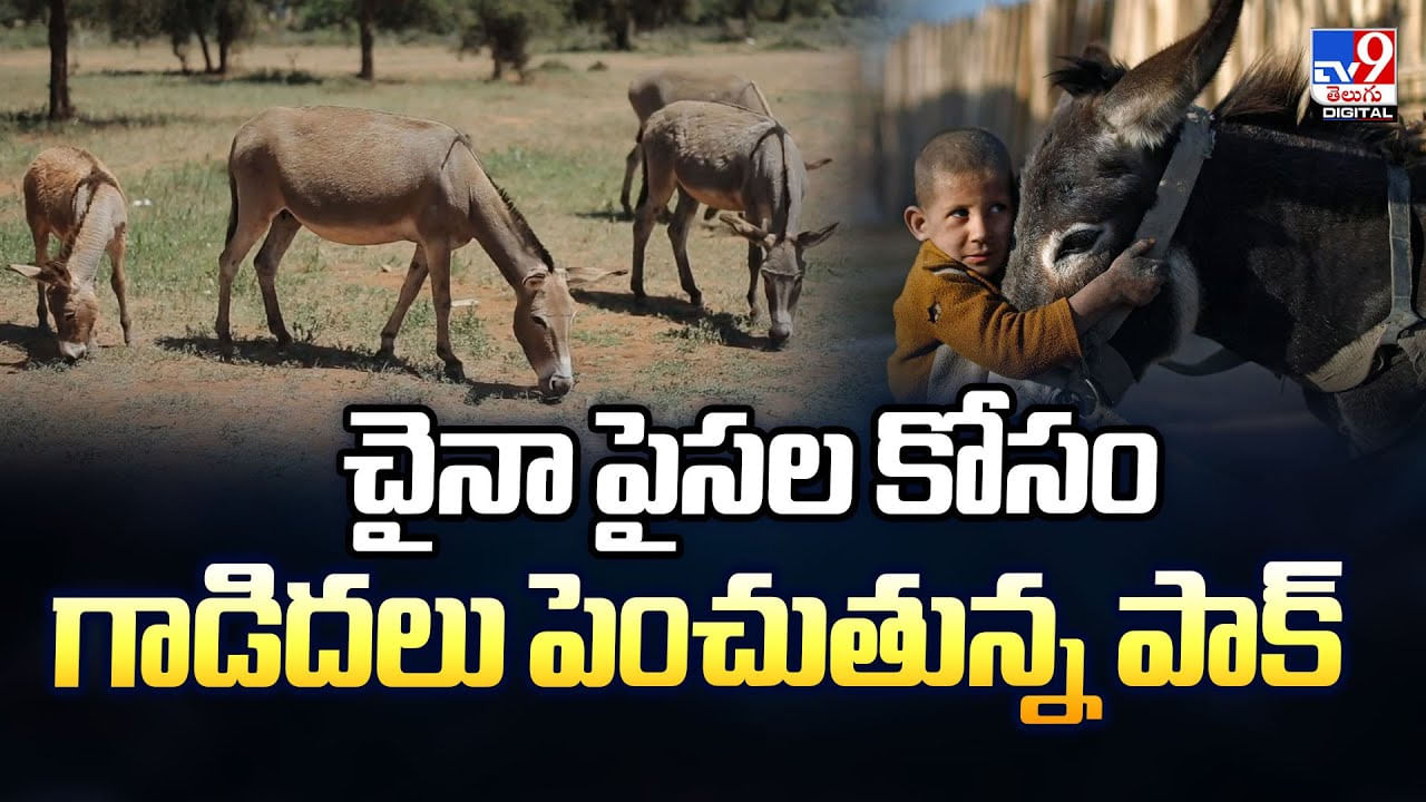 చైనా పైసల కోసం గాడిదలు పెంచుతున్న పాక్