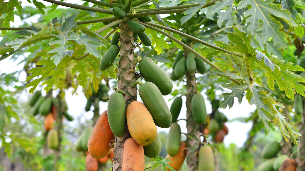 పండులో నే కాదు.. పచ్చి బొప్పాయి కూడా మన ఆరోగ్యానికి ఎంతో మేలు చేస్తుంది. ఇది జీర్ణక్రియను మెరుగుపరుస్తుంది. దీనిలో విటమిన్ సి సమృద్ధిగా ఉంటుంది. ఇందులో పపైన్ అనే ఎంజైమ్ కూడా ఉంటుంది. ఇది జీర్ణక్రియకు సహాయపడుతుంది. వాపును తగ్గిస్తుంది. ఇందులో ఫ్రీ రాడికల్స్ నుండి మనల్ని రక్షించే యాంటీఆక్సిడెంట్లు పుష్కలంగా ఉన్నాయి. ఇది మన చర్మానికి కూడా మేలు చేస్తుంది.