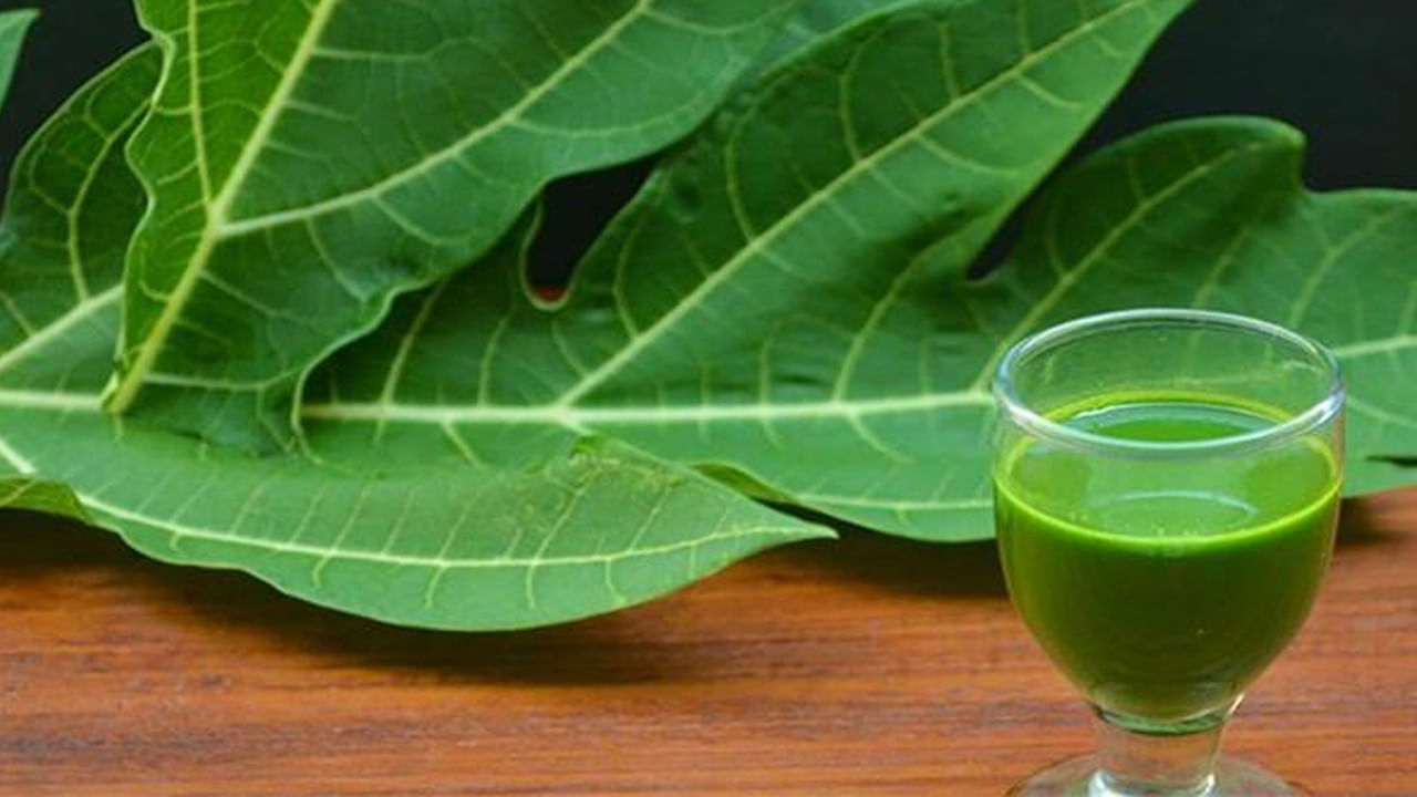 కాలేయ ఆరోగ్యానికి మంచిది: బొప్పాయి ఆకుల రసం కాలేయాన్ని శుద్ధి చేయడం ద్వారా ఆరోగ్యకరమైన కాలేయ పనితీరుకు సహాయపడుతుంది. సిర్రోసిస్, కామెర్లు వంటి కాలేయ వ్యాధులను నివారించడంలో ఇది ప్రభావవంతంగా ఉంటుంది. అంతేకాకుండా బొప్పాయి ఆకుల రసం మధుమేహ వ్యాధిగ్రస్తులకు ఒక వరంలా పనిచేస్తుంది. ఇందులో ఉండే భాగాలు రక్తంలో చక్కెర స్థాయిలను నియంత్రిస్తాయి. అలాగే ఇన్సులిన్ ఉత్పత్తిని ప్రేరేపిస్తాయి. ఇది మధుమేహాన్ని సమర్థవంతంగా నిర్వహించడంలో సహాయపడుతుంది.